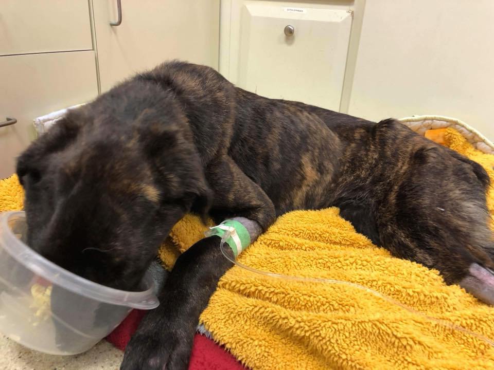 Intentionally starved dog ‘Champ’ showing improvement