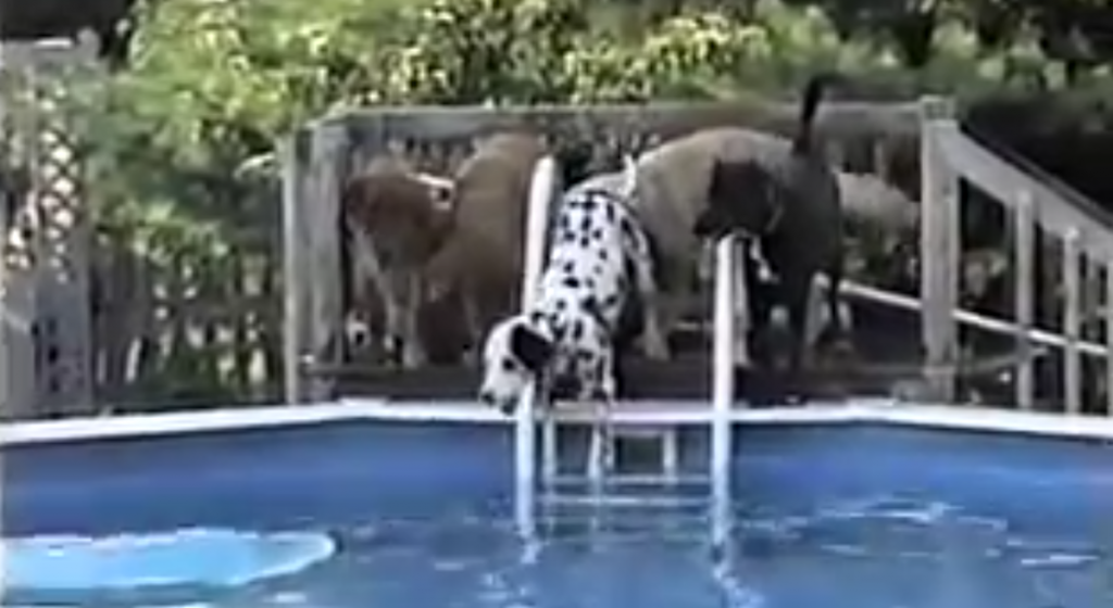 Dalmatian’s Scared To Jump In The Pool, Then A Friend Shows Him How It’s Done