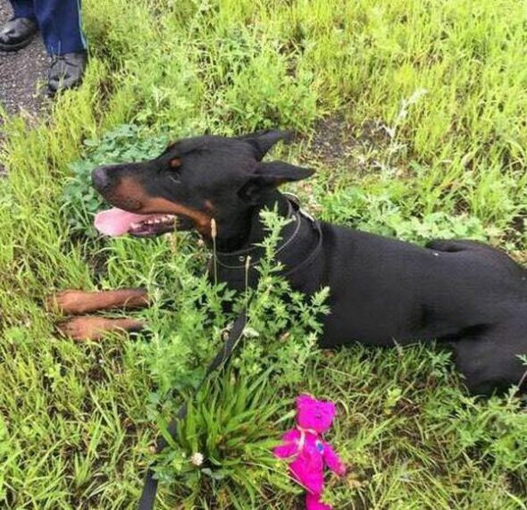Dobie can’t resist the wooby! Rogue pup saved from highway by officer with the right tool for the job