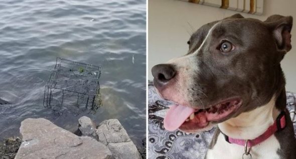 River was saved from drowning by a good Samaritan. Now she plans to adopt him.