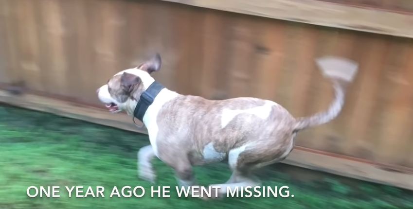 Runner Reunites Stray Pit Bull with His Family Who Thought He Was Dead