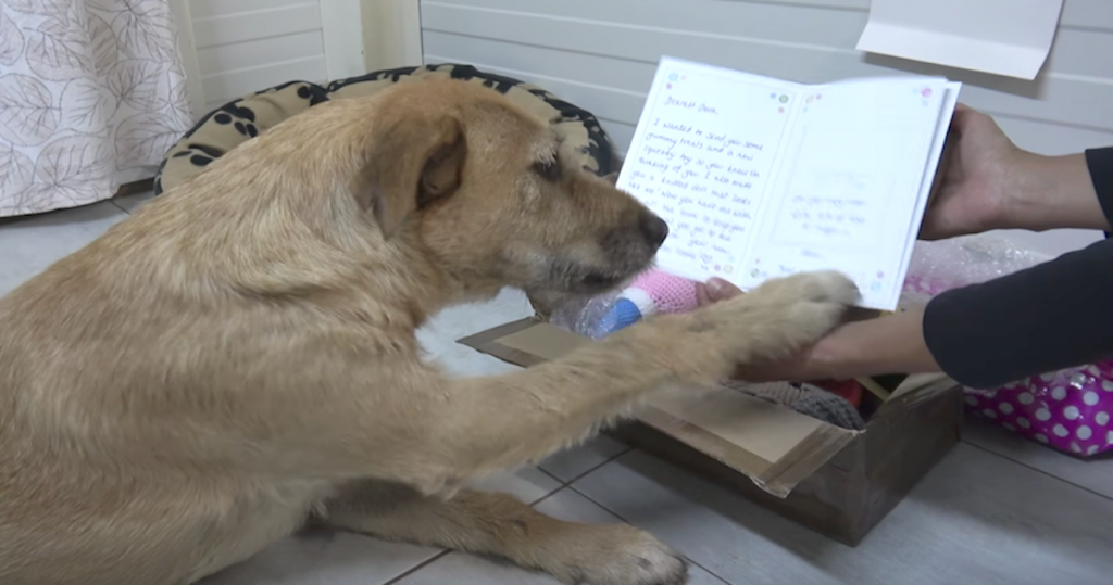 Sad Shelter Dog Receives Sweet Letter From Adoptive Mom
