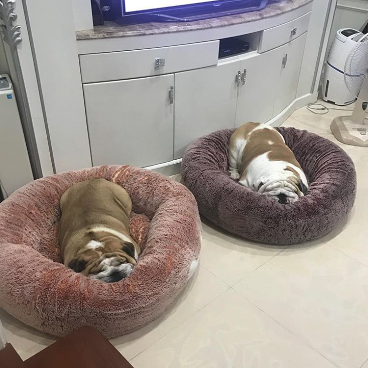 15 Reasons You Should Never Even Think About Adopting An English Bulldog