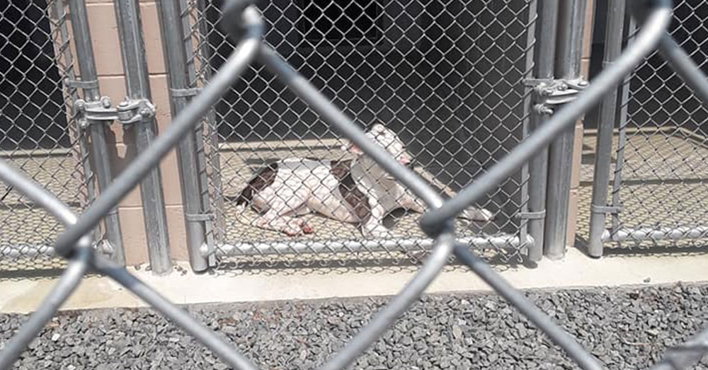 NJ Shelter Has Been Putting Pets Down On-Demand For $100, And Now It’s Under Investigation