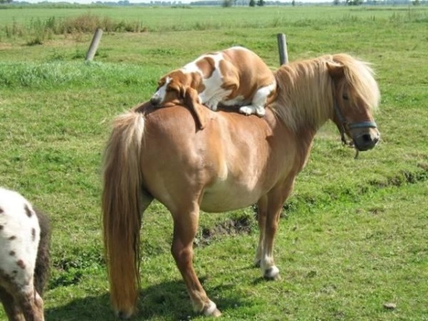 15 Pictures That Prove Horses And Dogs Make The Best Of Friends