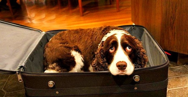 Husband Sneaks Dog Into Hospital In A Suitcase So His Dying Wife Can Say Goodbye