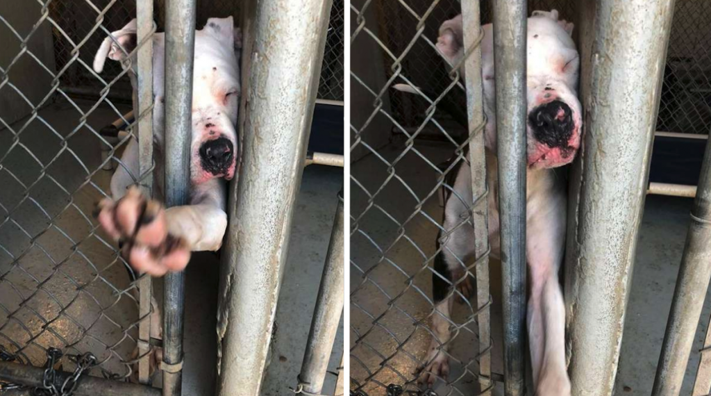 Shelter Dog Literally Reaches Out For Anyone Willing To Save His Life