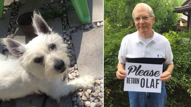 80-year-old army vet wants his missing dog back from Westie rescue