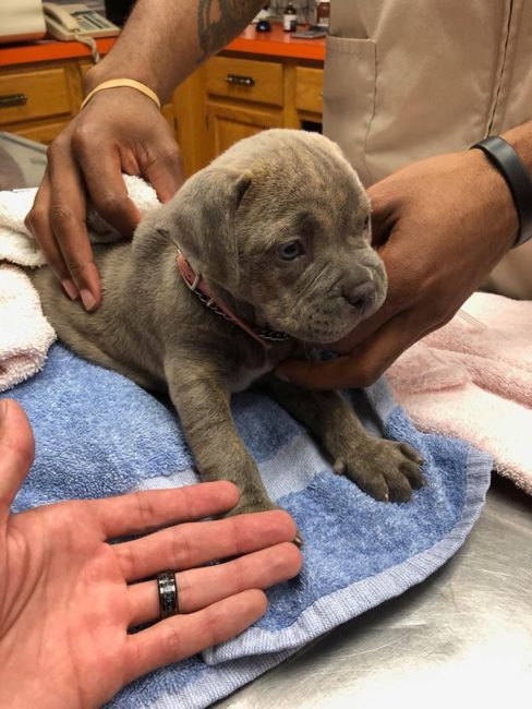 Puppy rescued from locked car under suffocating blanket in 90 degree weather