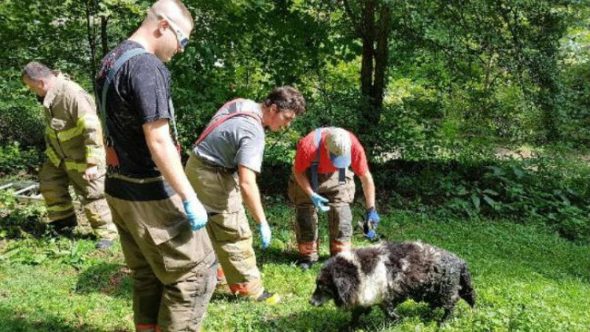 Stinky, but safe and sound. Dog in septic tank rescued by volunteer firefighters