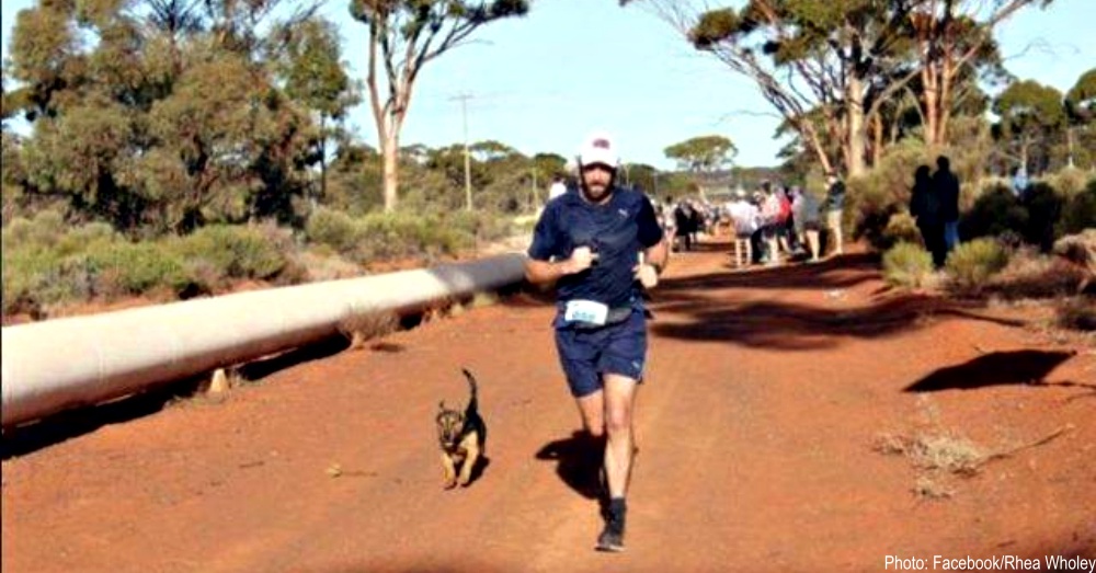 Stray Dog Joins And Finishes Half-Marathon In Australia