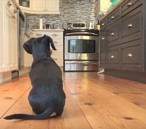 The Dog’s Hungry, But It’s Only 4PM — So He Takes Matters Into His Own Paws