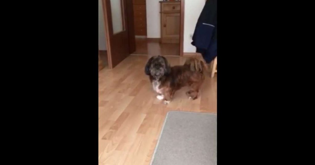 Pup’s mind blown after toy goes flying from his mouth