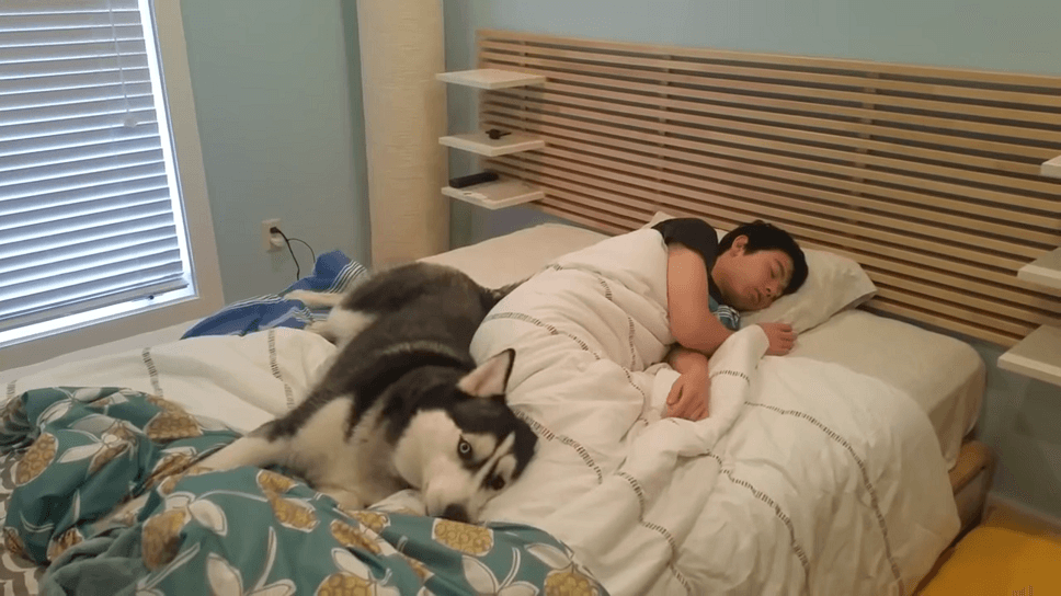 Husky Tries To Wake Up His Owner But He Ends Up Snuggling Him