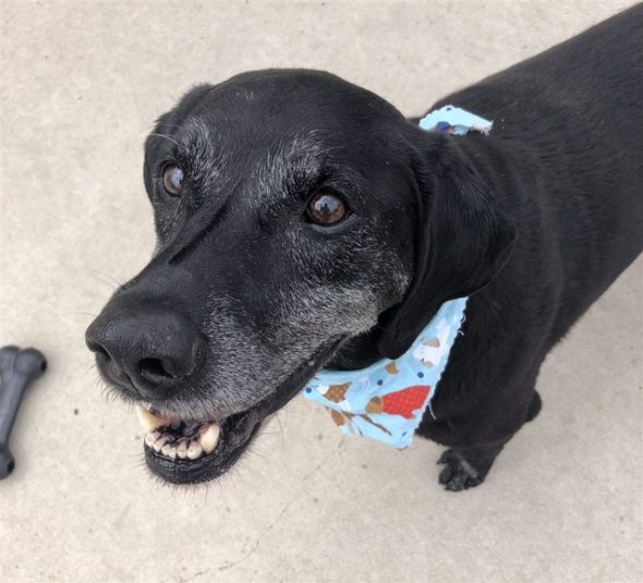 Ash Grabber? Someone’s got to grab up this handsome senior Lab before he’s gone!