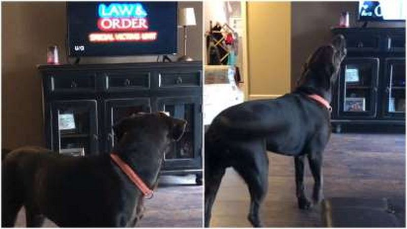 Dog sings every time the ‘Law & Order SVU’ theme song comes on