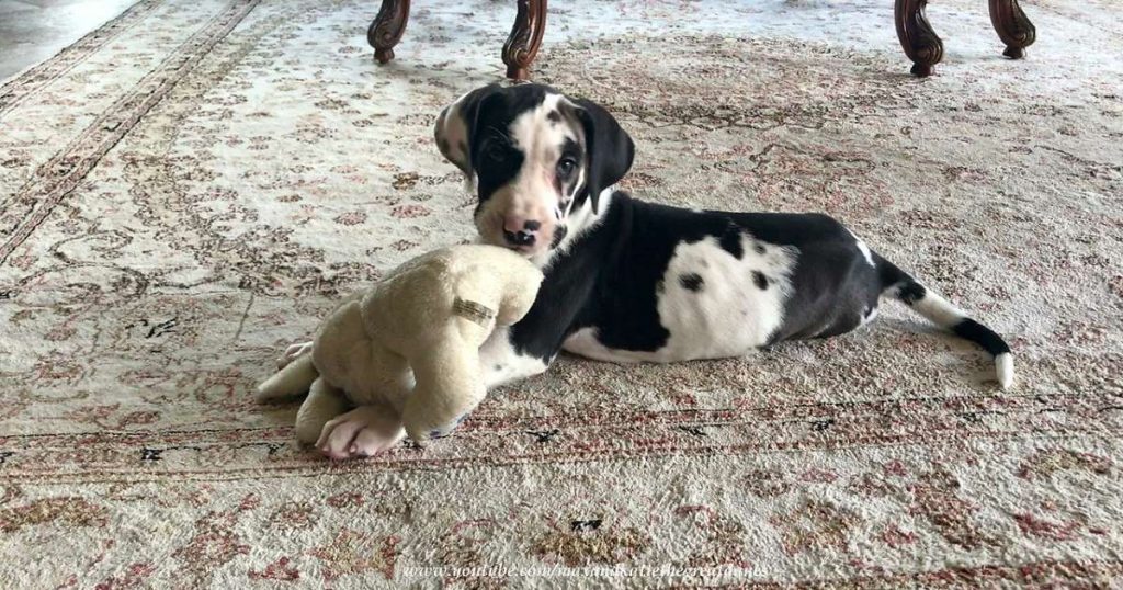 Cat watches new puppy play with stuffed animal