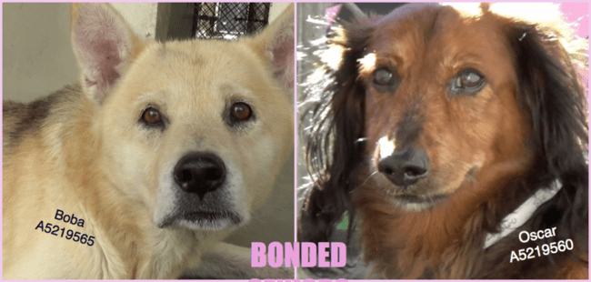 Bonded pair deserted at 14-years-old in desperate need of help