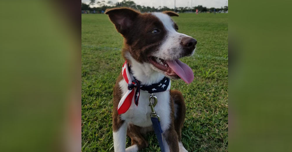 After Days Of Searching, Social Media Helps Soldier Find Missing Therapy Dog