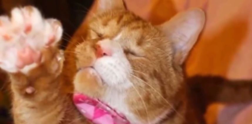 Blind cat spent 2 years on streets, finally finds new family