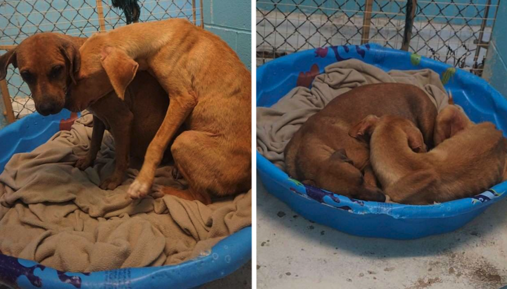 Dog Does Her Best To Comfort Scared And Unsure Son At The Busy Shelter