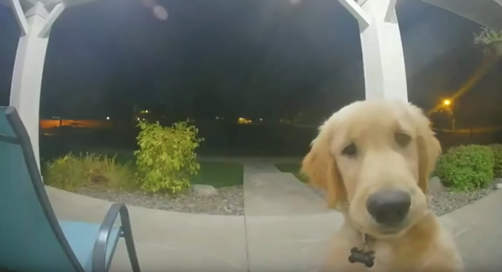 Smart Dog Knows To Ring The Doorbell To Get Back In After Escaping The House