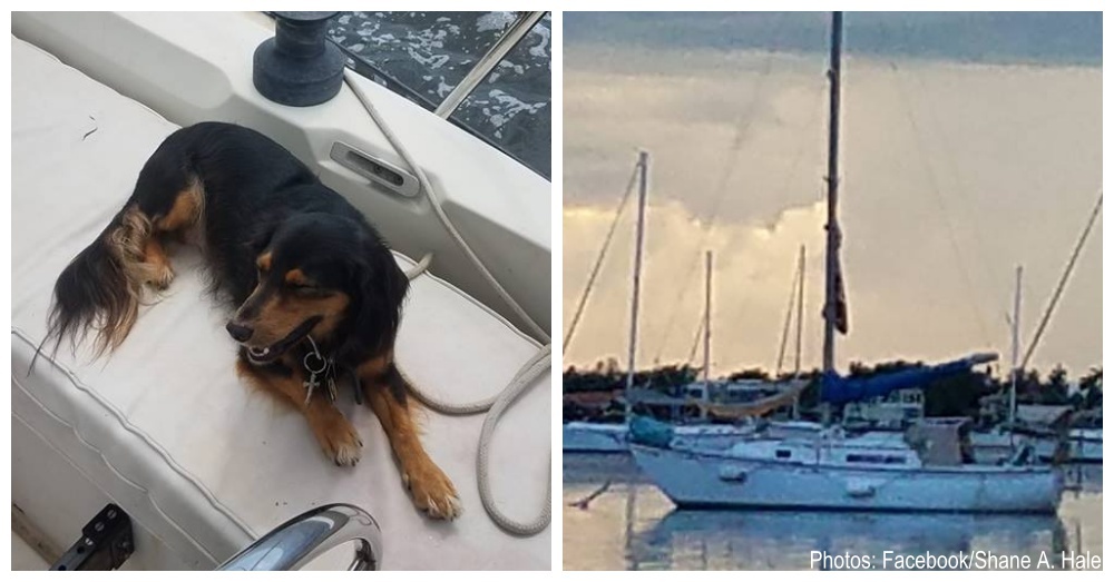 Dog Falls Overboard During Storm, Owner Thought He Would Never See Him Again