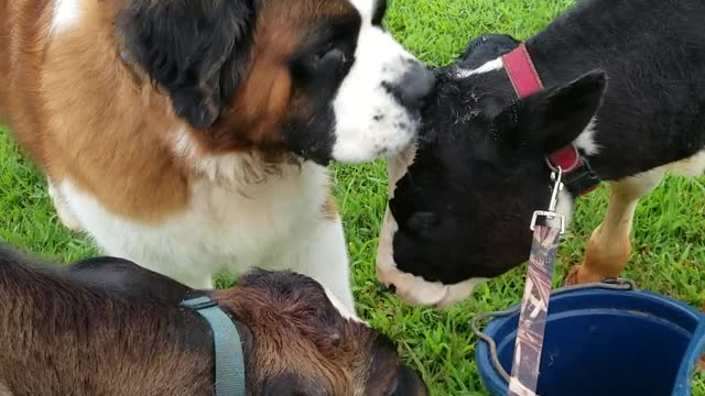 Compassionate dog insists on taking care of calves