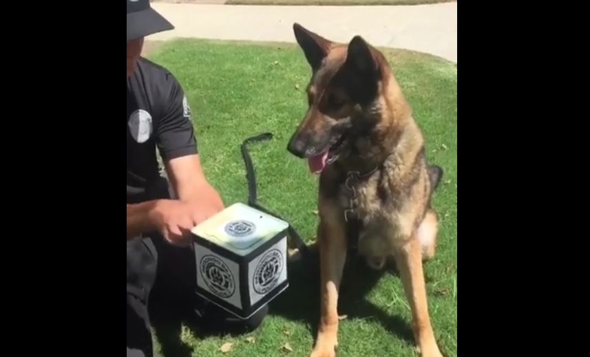 K9 German Shepherd Doesn’t Like To Play With ‘Jack in the Box’