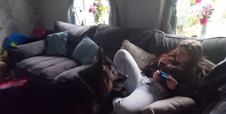 German Shepherd begs owner to play ball with him