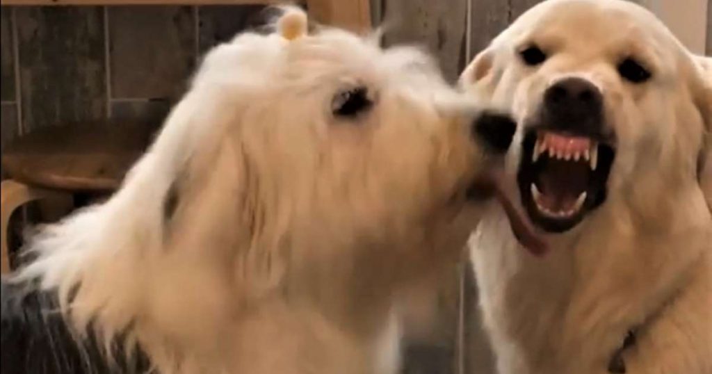 Angry pup hates getting kisses from sheepdog