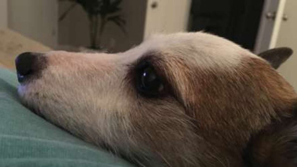 Dog strategically attacks vacuum cleaner