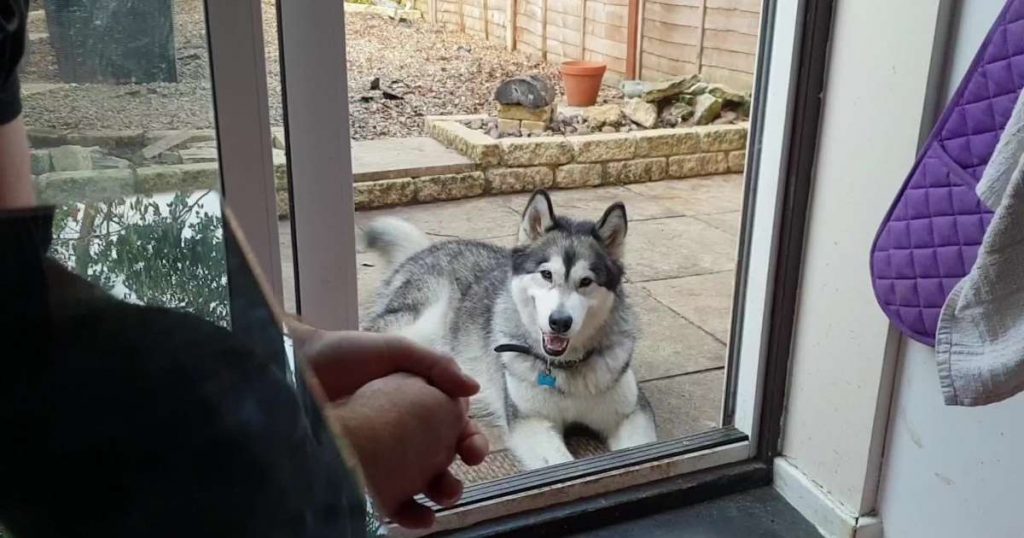 Talkative Malamute Tells Owner About His Day