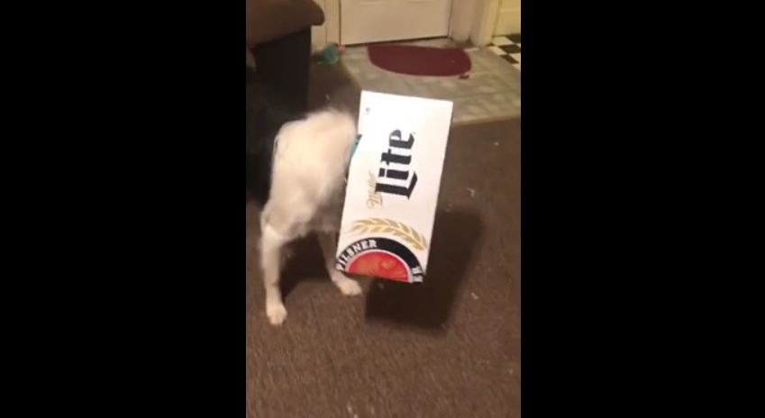 Dog can’t hide his guilt after getting caught red-handed