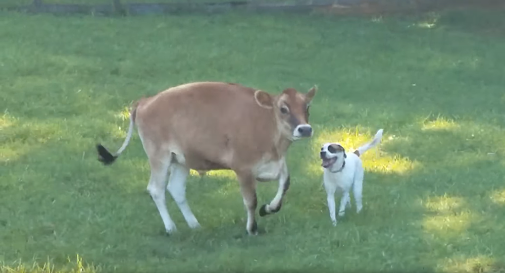 Rescue cow and dog become immediate best friends