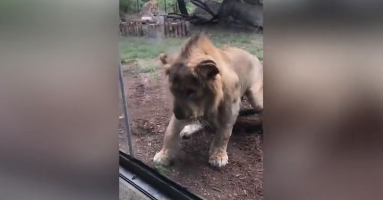 Curious Lion Inspects A Service Dog Through A Pane Of Glass