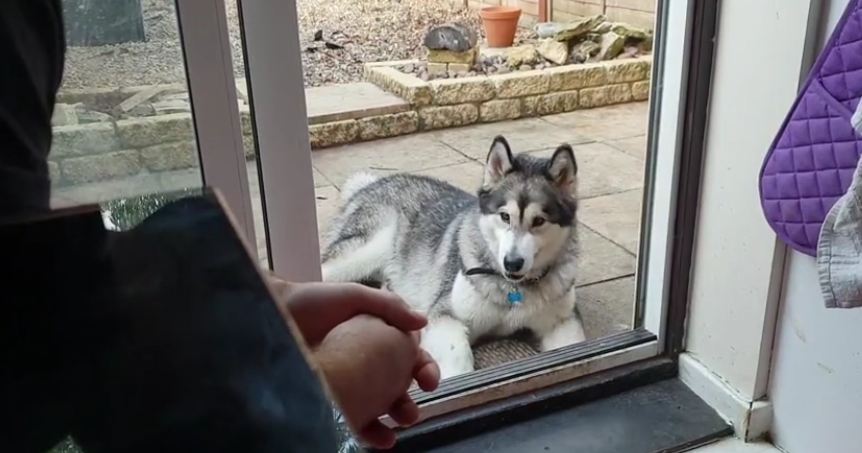 Talkative Malamute Tells Owner About His Day
