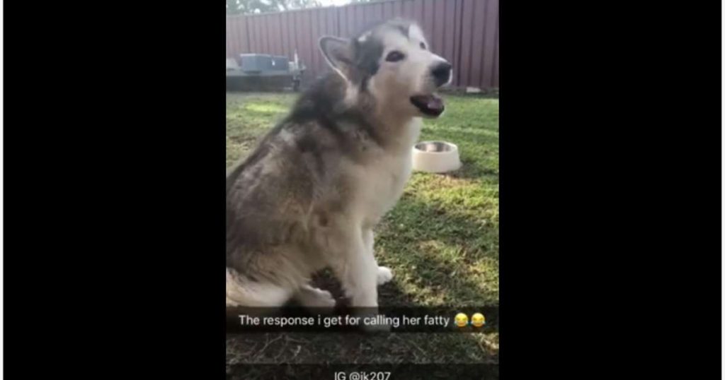 Insecure dog hilariously responds to owner’s name-calling