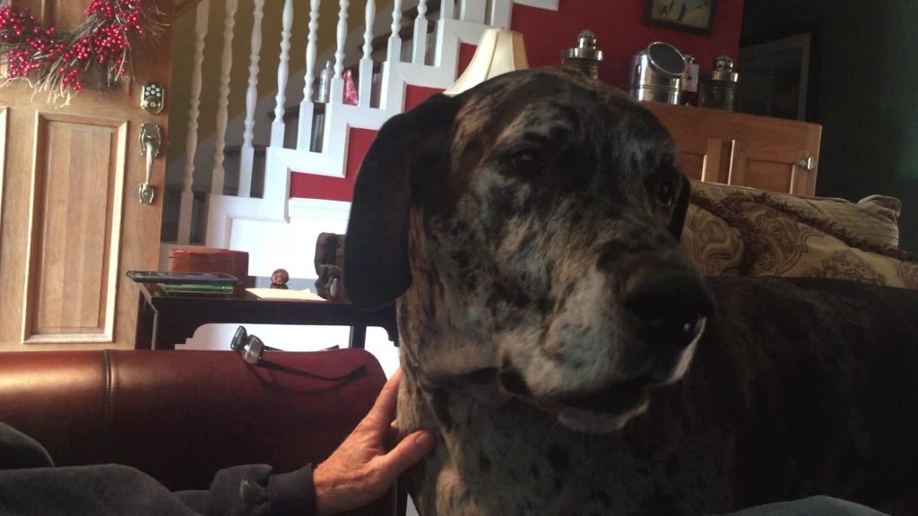 Angry Great Dane Gets Furious When Dinner Plans Change