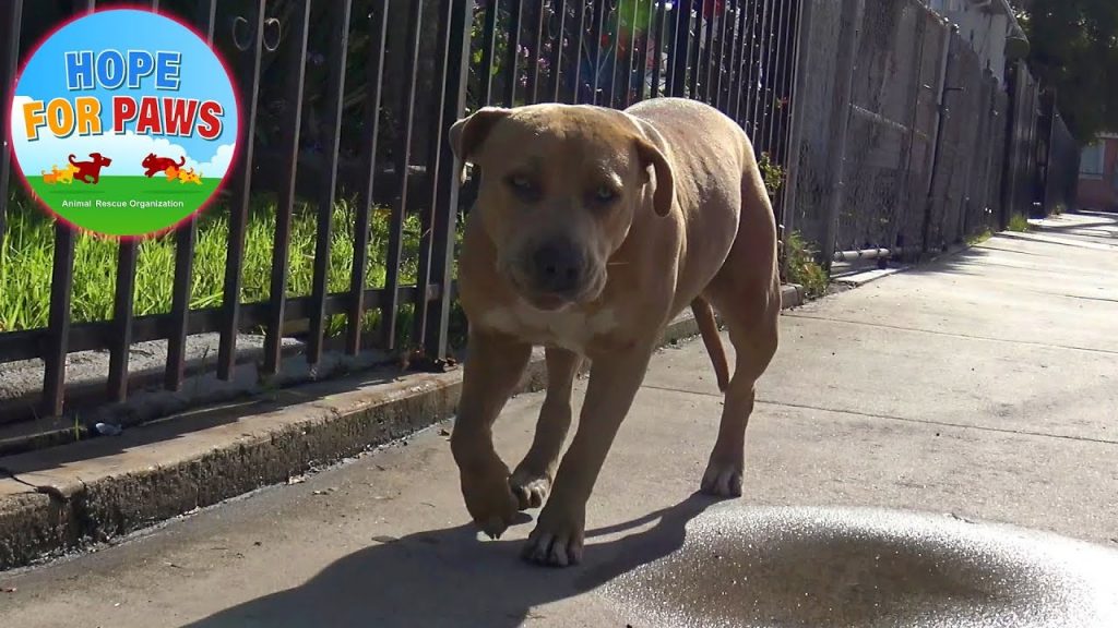 Abandoned PitBull has a WEIRD story… what do you think?