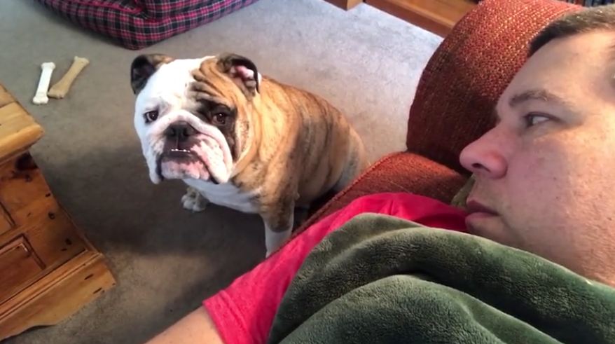 Bulldog Begs Owner For Attention
