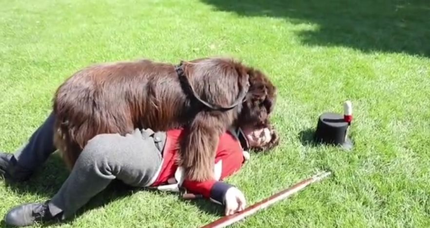 Newfoundland “attacks” Red Coat soldier during reenactment