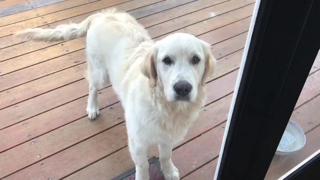 Mom Comes Home To A Yard In Shambles, And The Dog’s Awfully Proud Of Himself