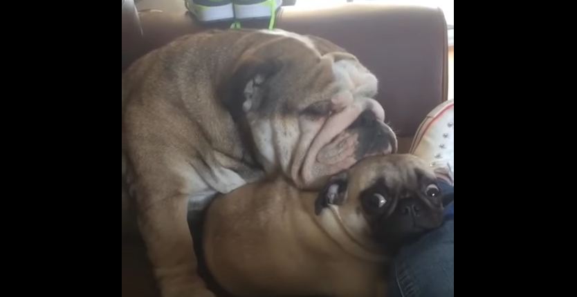 Bulldog Finds The Perfect Pillow