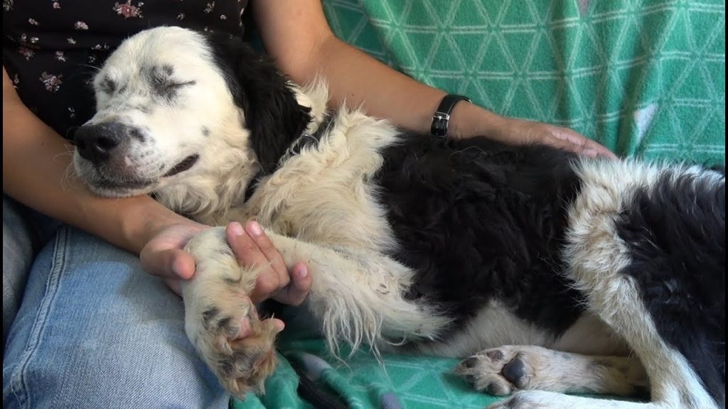 Dog Falls Asleep On My Lap After Realizing She’s Being Rescued