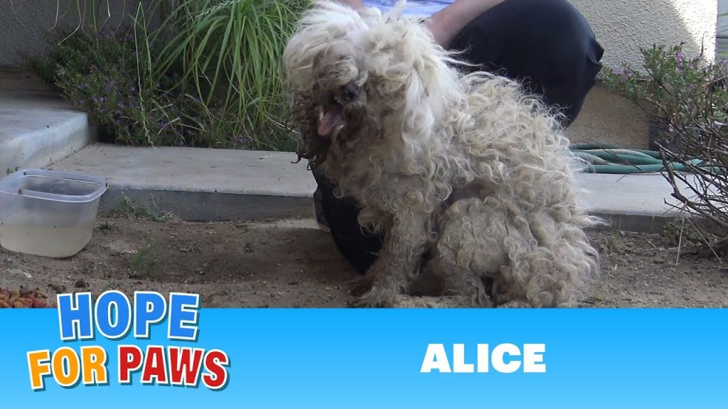 Burned with acid, this poodle makes an incredible transformation that will inspire you!