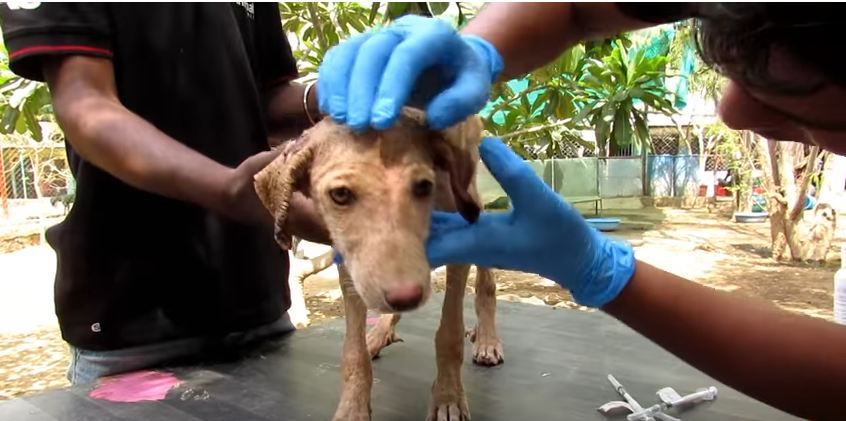 Sweetest Puppy Stricken with Mange is Ray of Sunshine After Healing