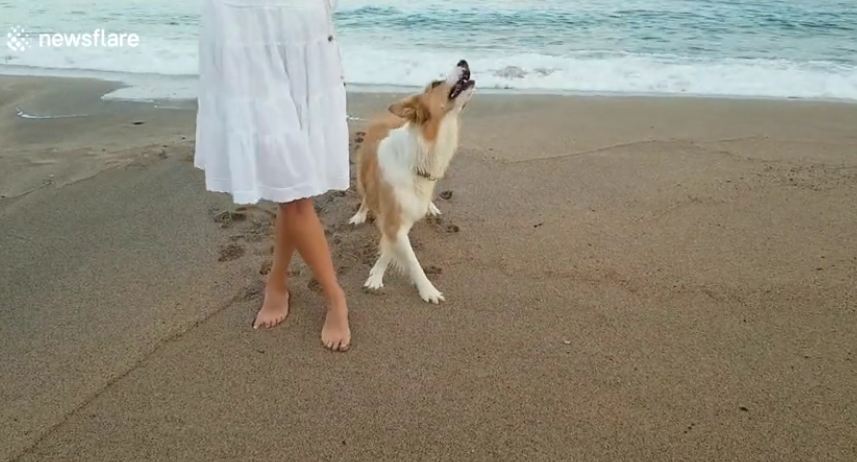 Woman Dances On The Beach with Her Beautiful Dog