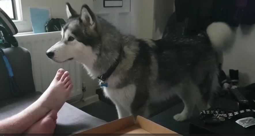 Malamute Throws Tantrum After Being Denied Pizza