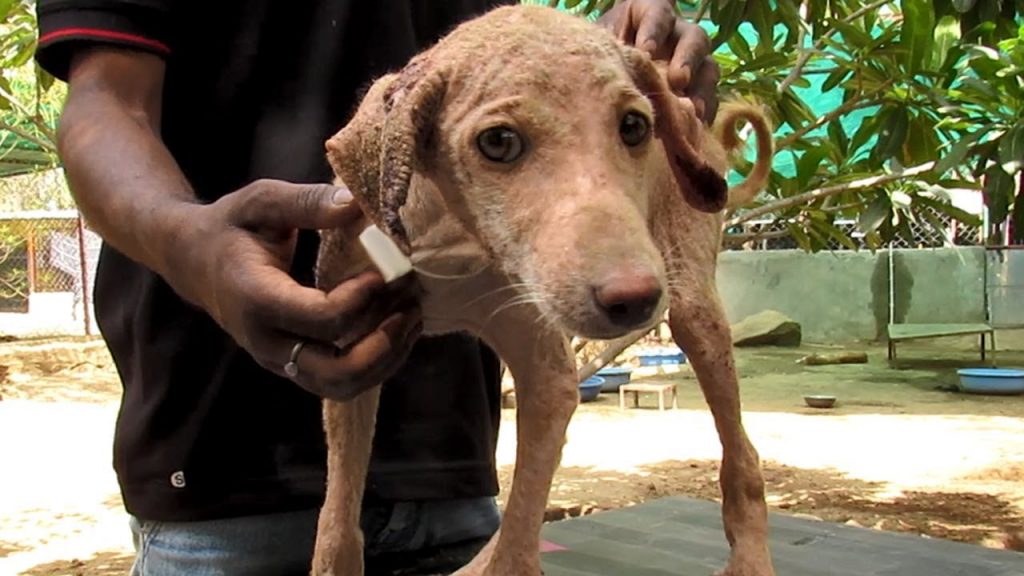 Sweetest Puppy Stricken with Mange is Ray of Sunshine After Healing